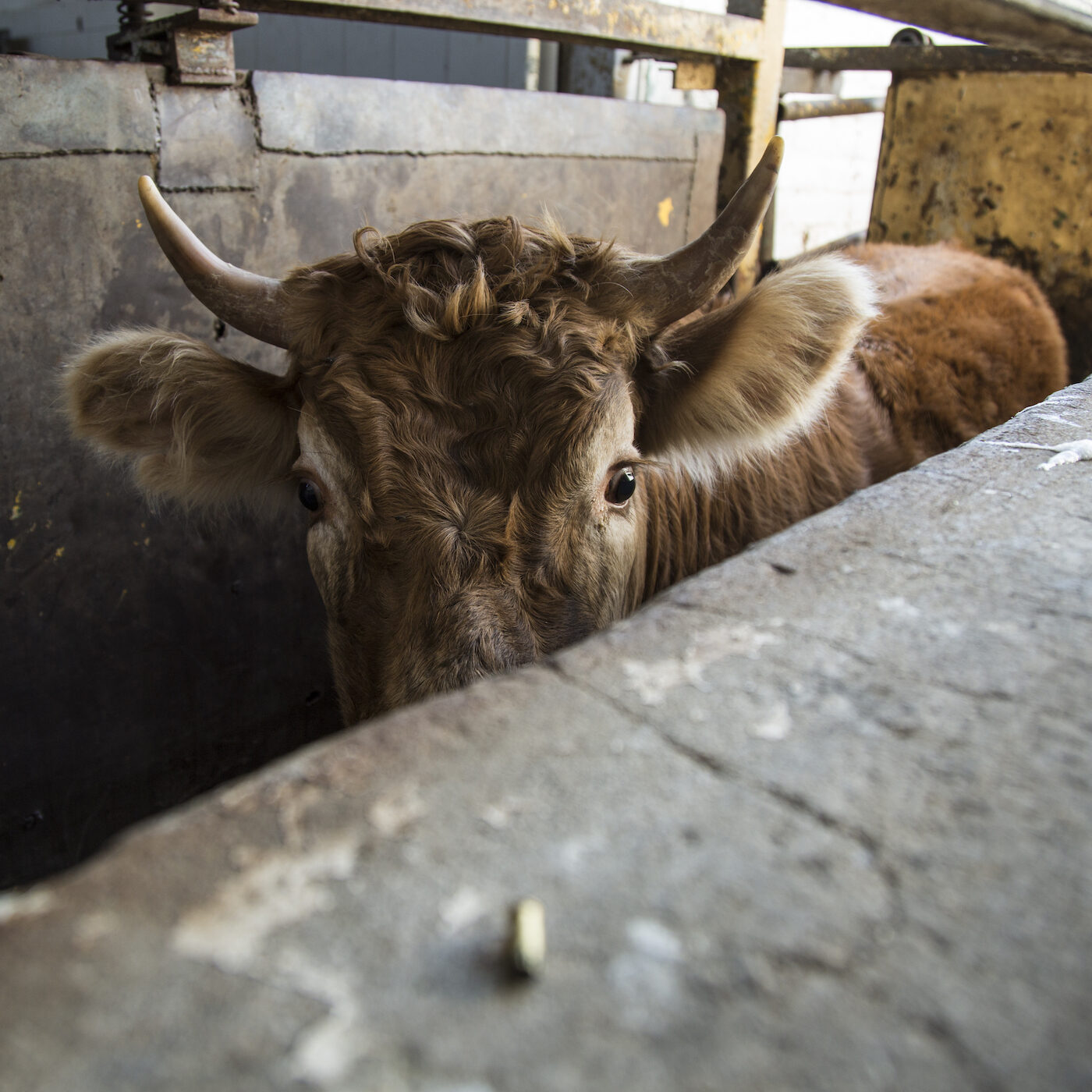 7 Measures to Reduce Animal Suffering in Spain