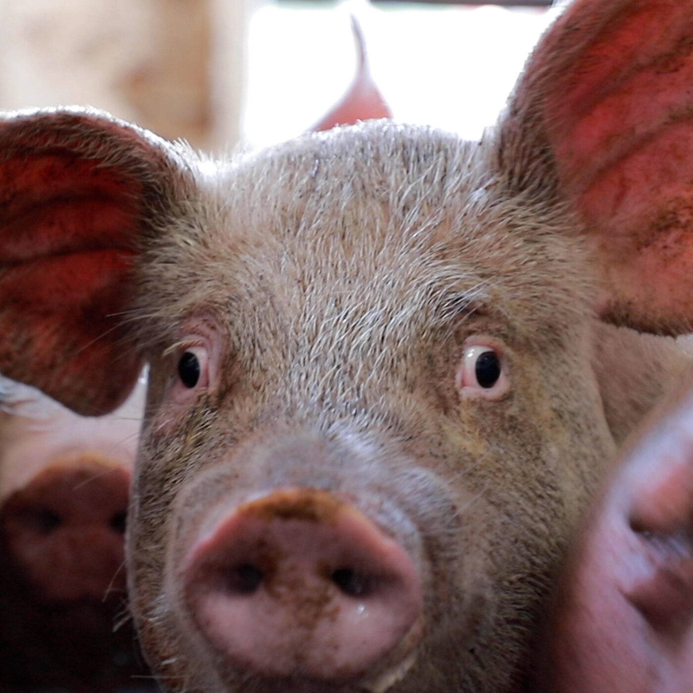 Animal Equality Investigates Pig Slaughterhouse in Hidalgo