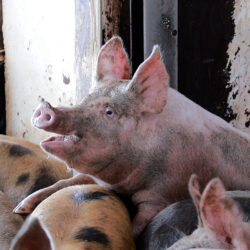 Photograph,Snout,Domestic pig,farmed animal,Close-up,Wildlife