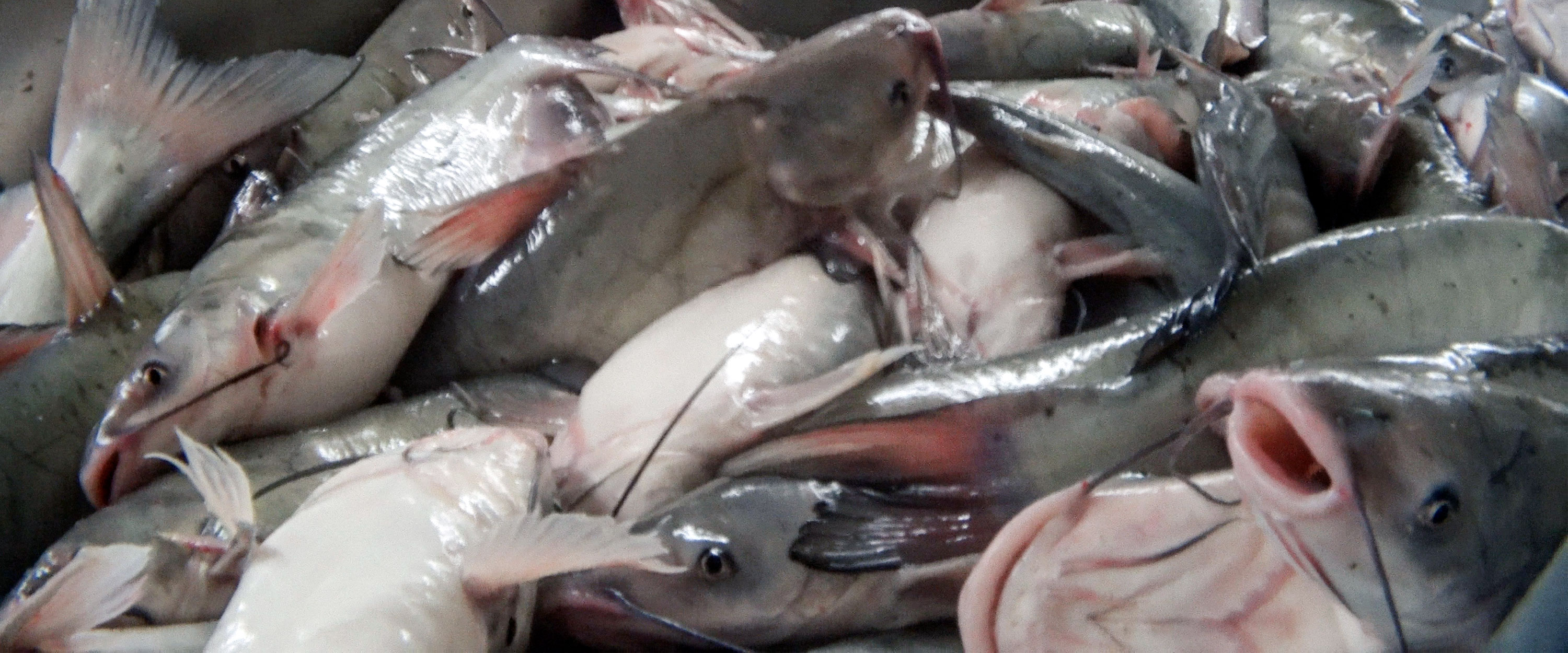 catfish on slaughterhouse conveyor belt