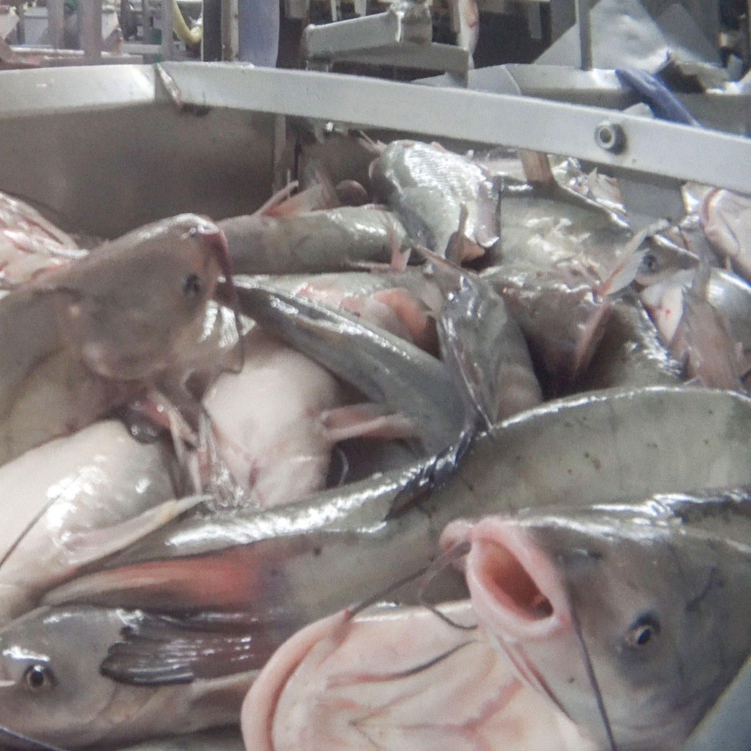 Tell Kroger to Drop Cruel Fish Supplier Animal Equality