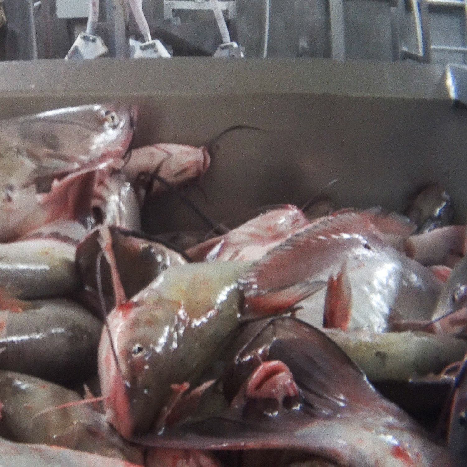 gasping catfish on slaughterhouse conveyor