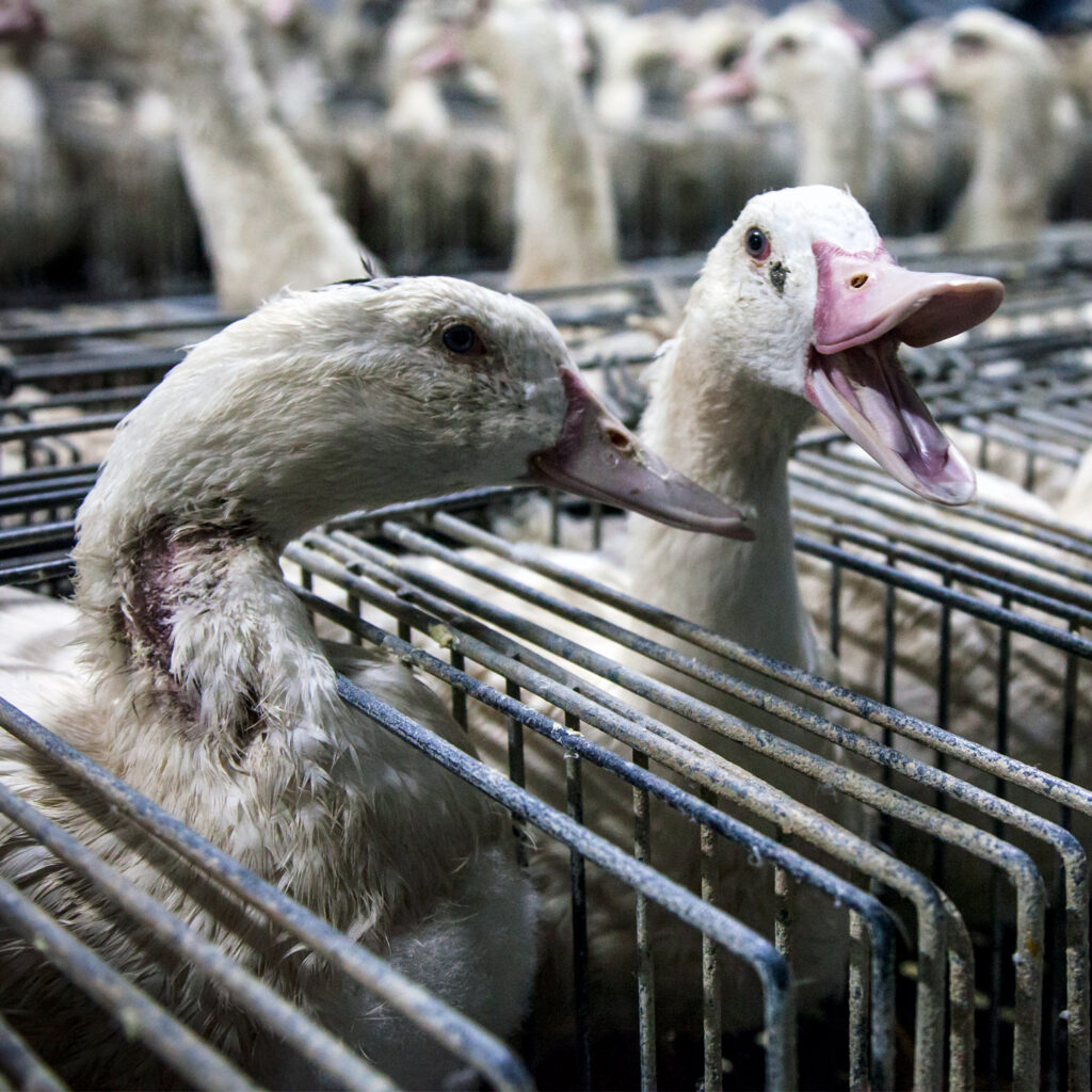 caged geese in foie gras farm