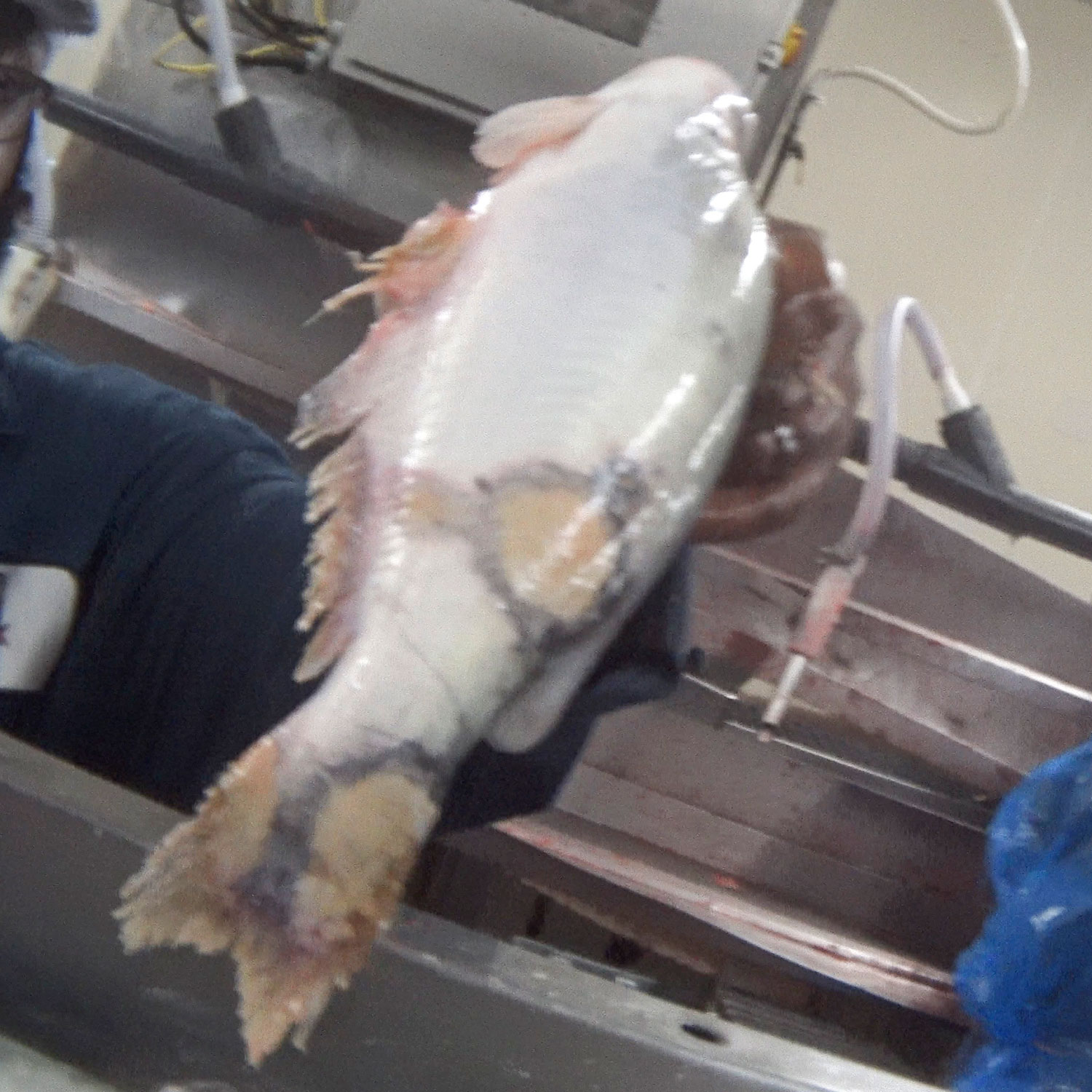 slaughterhouse worker holding diseased fish