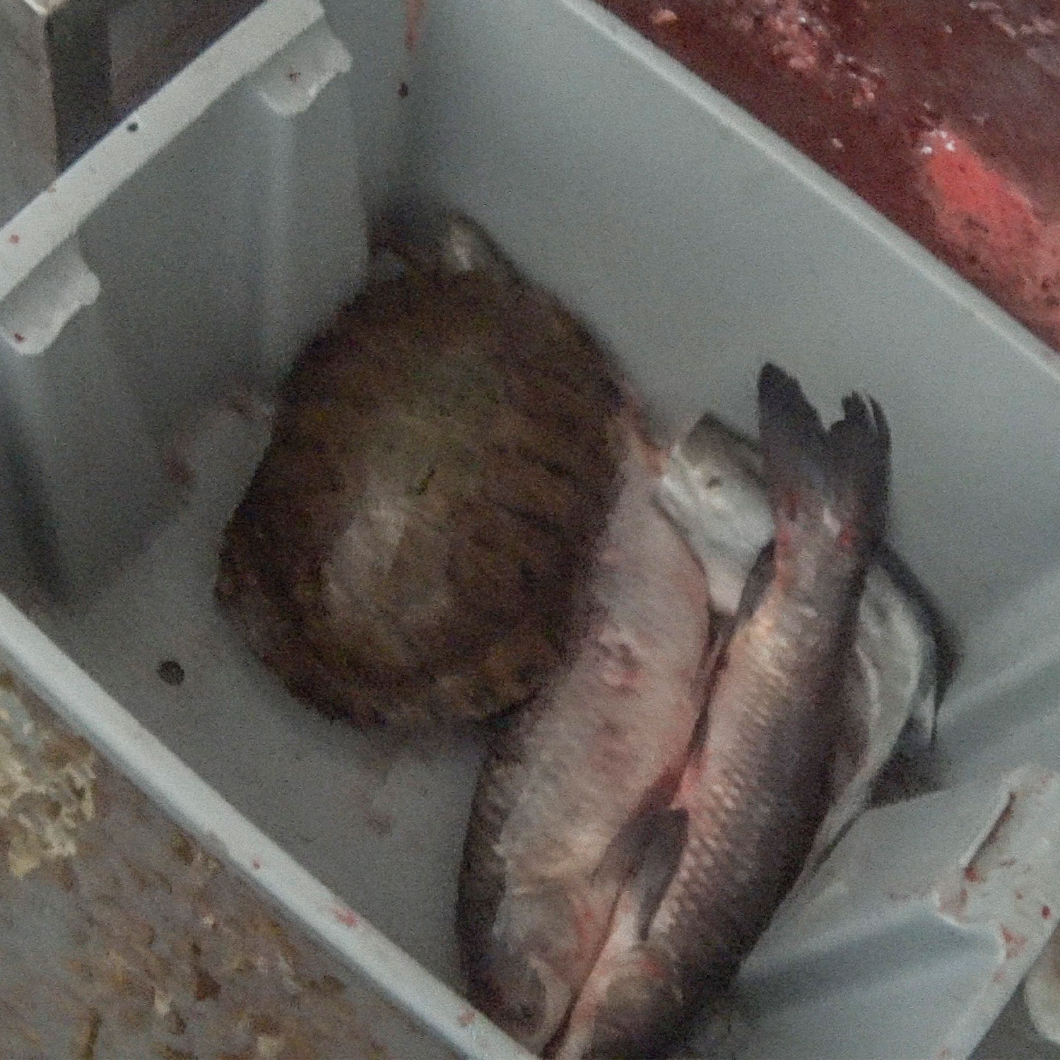 turtle in plastic bin