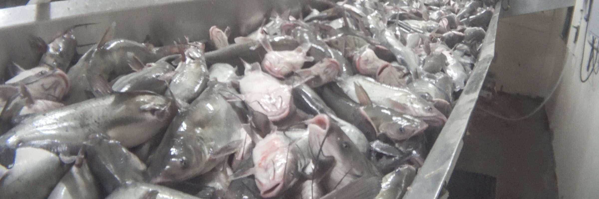 Kroger Drop Simmons FarmRaised Catfish
