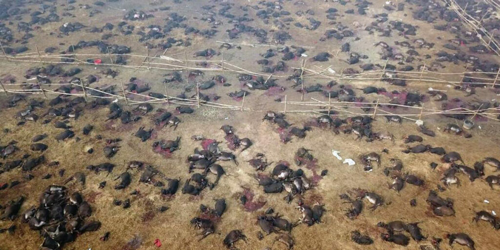 Gadhimai 1200x600 1 1024x0 c default Animal Equality Makes Significant Progress in India