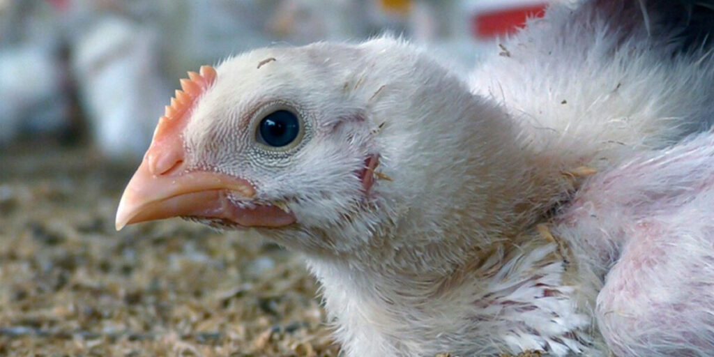 chicken 1200x600 1 1024x0 c default Animal Equality Makes Significant Progress in India
