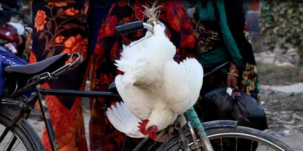 chicken Gadhimai 1200x600 1 1024x0 c default Animal Equality Makes Significant Progress in India