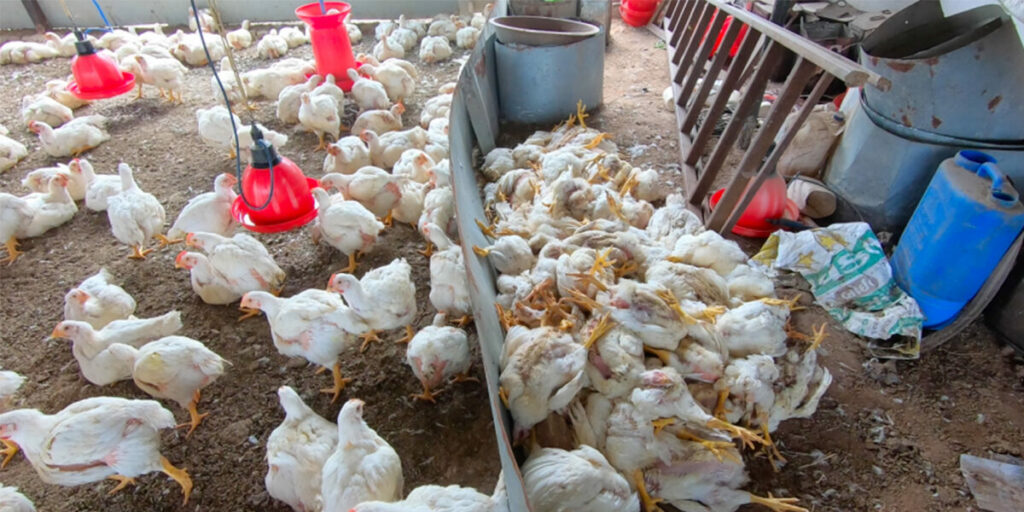 chicken2 1200x0 1 1024x0 c default Animal Equality Makes Significant Progress in India