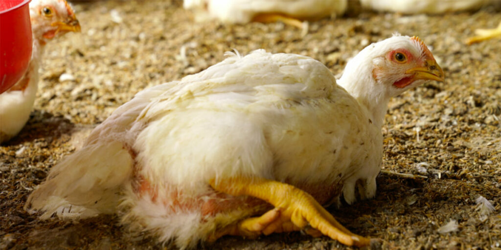 chicken3 1600x200 1 1024x0 c default Animal Equality Makes Significant Progress in India