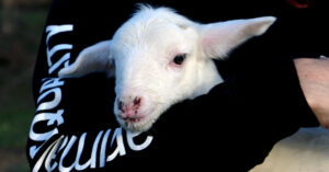Animal Equality volunteer holding a lamb