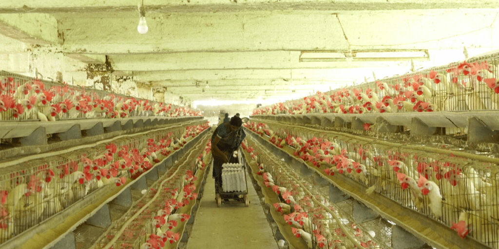 hens 1200x600 1 1024x0 c default Animal Equality Makes Significant Progress in India