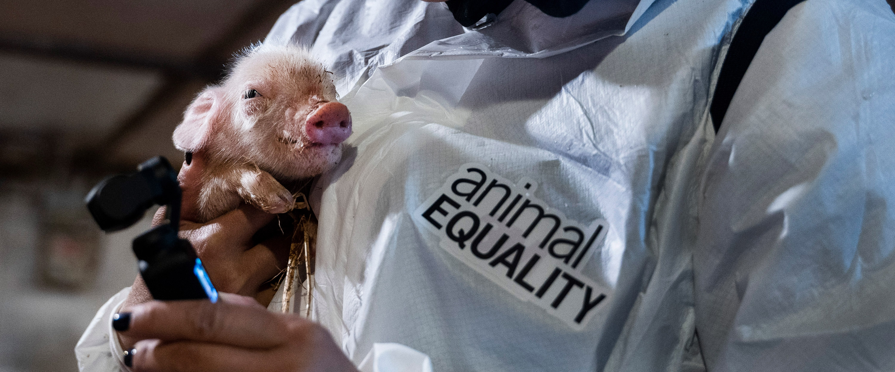 Piglet in a factory farming held by an Animal Equality investigator