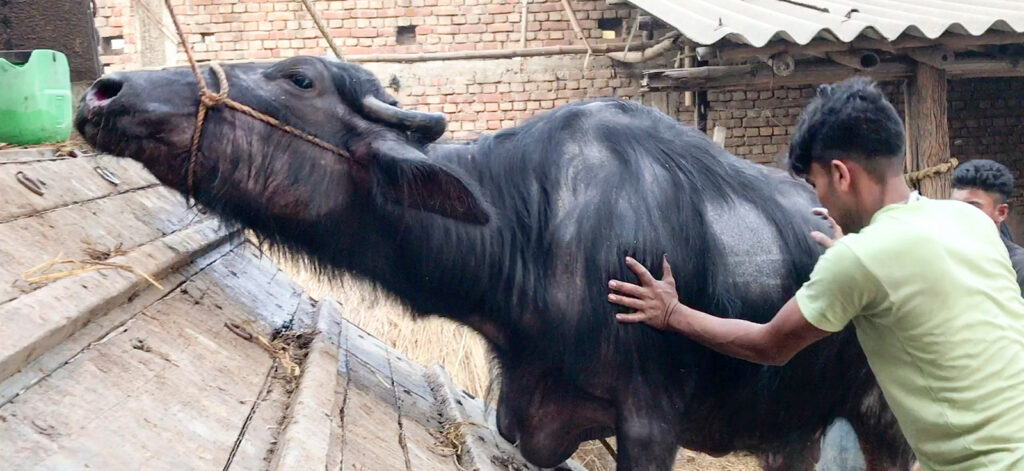 water buffalo 1024x0 c default Animal Equality Makes Significant Progress in India