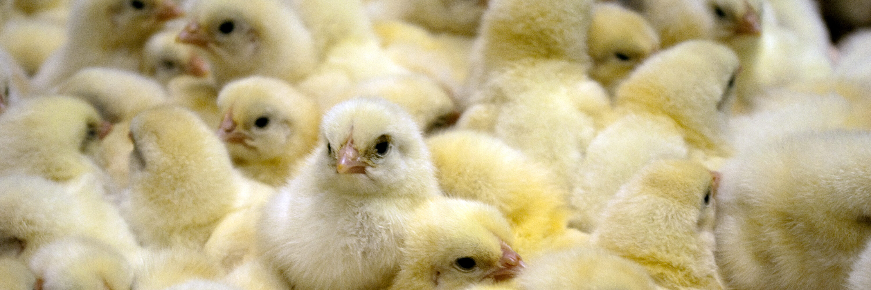 Ban on Killing Male Chicks in Italian Egg Industry Animal Equality