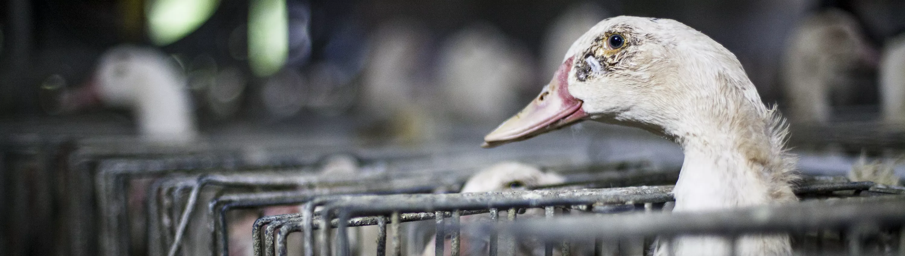 Duck abused for the production of foie gras.