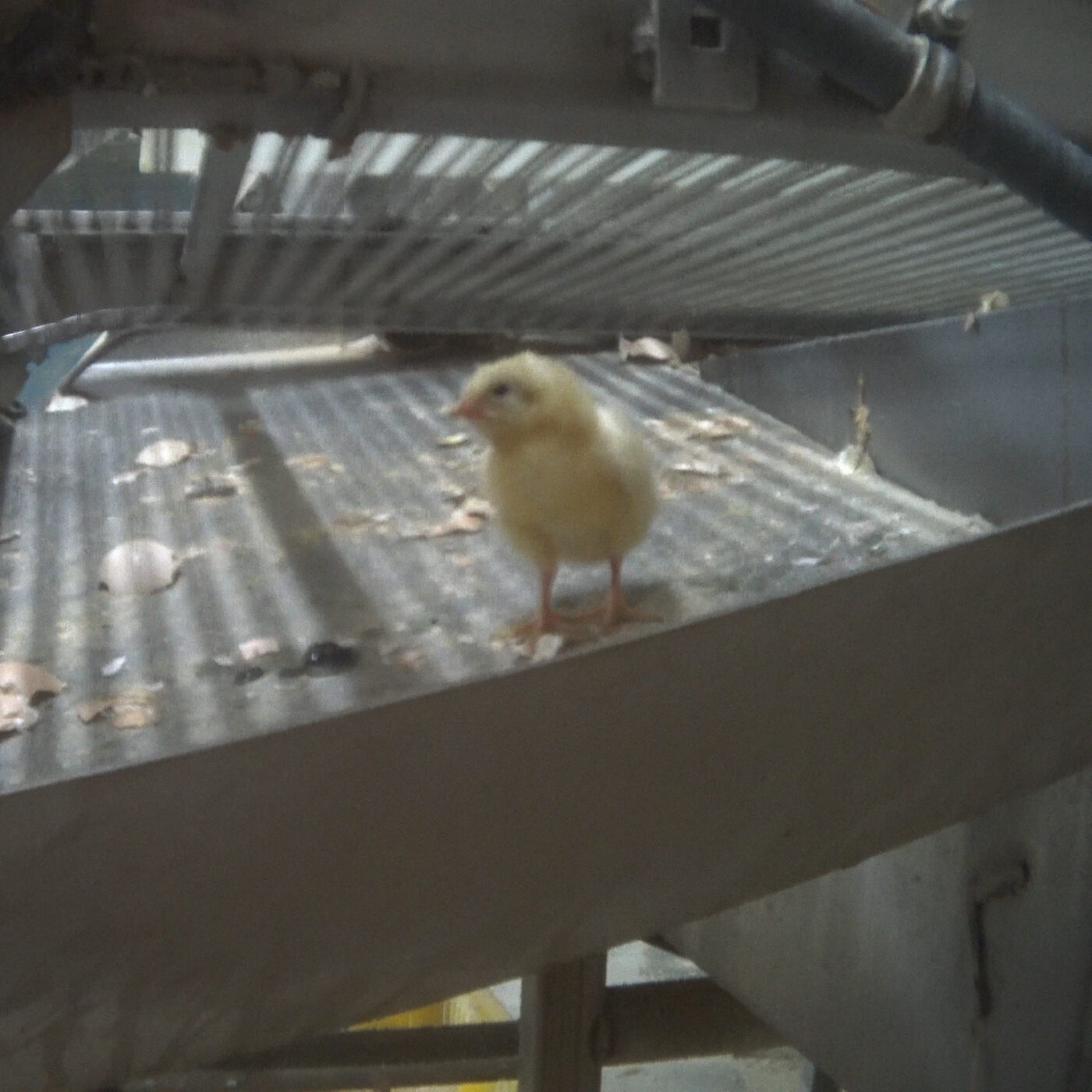 Shocking Violations at US Chicken Hatchery | Animal Equality