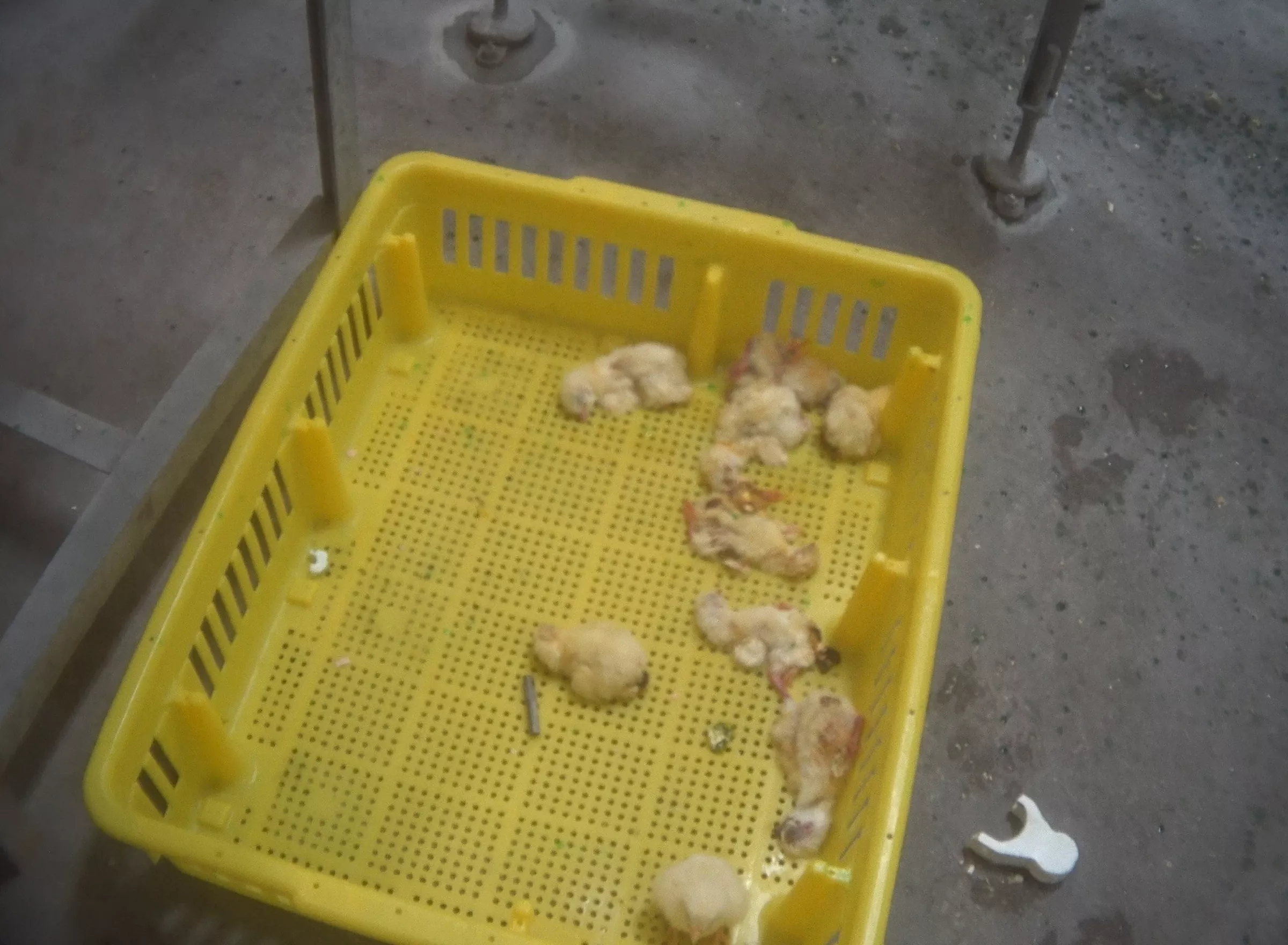 Discarded chicks in a tray.