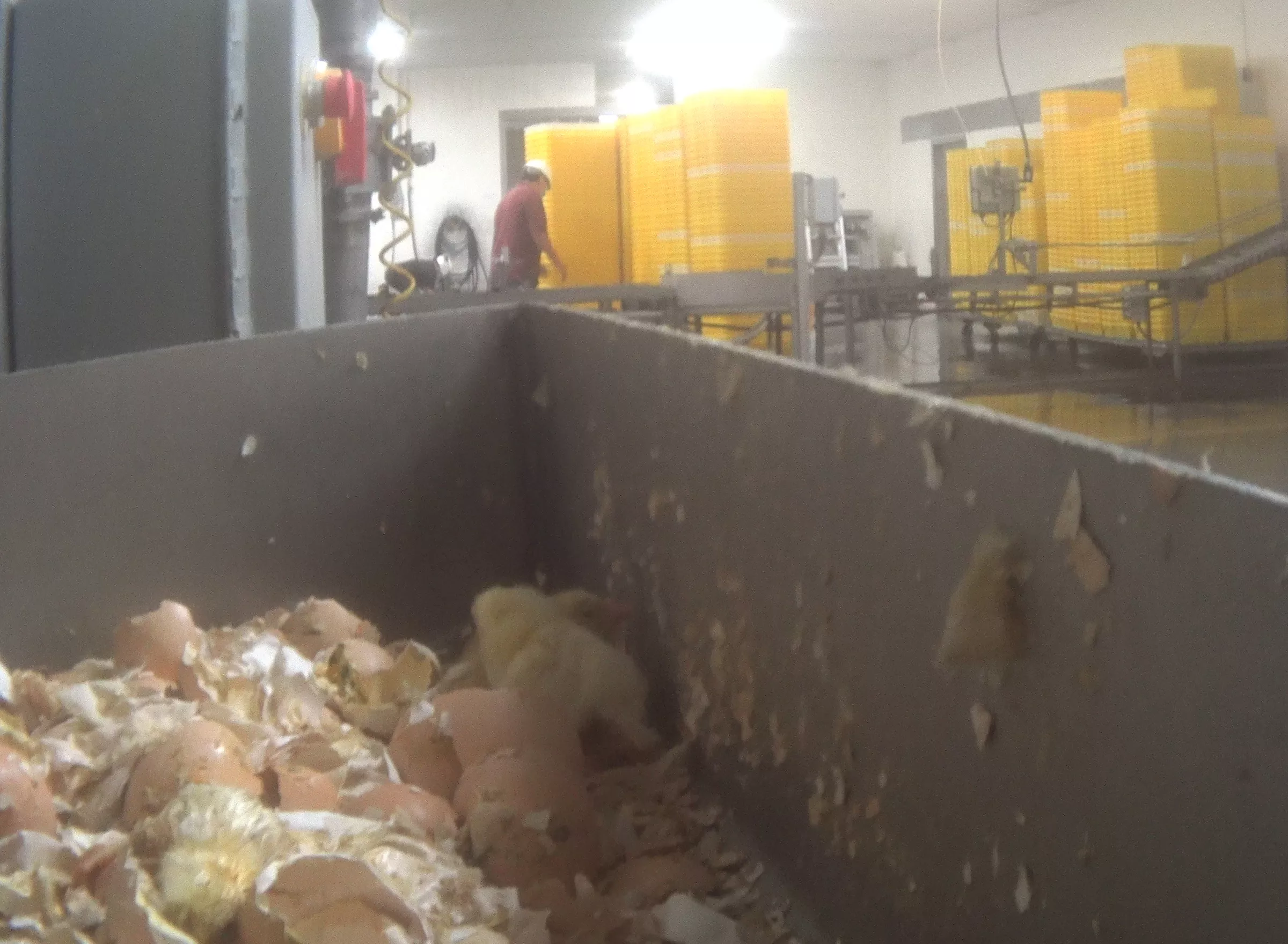 Live chicks dumped into a grinding chute and suffocated.