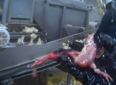 Chicks scalded in hot water.