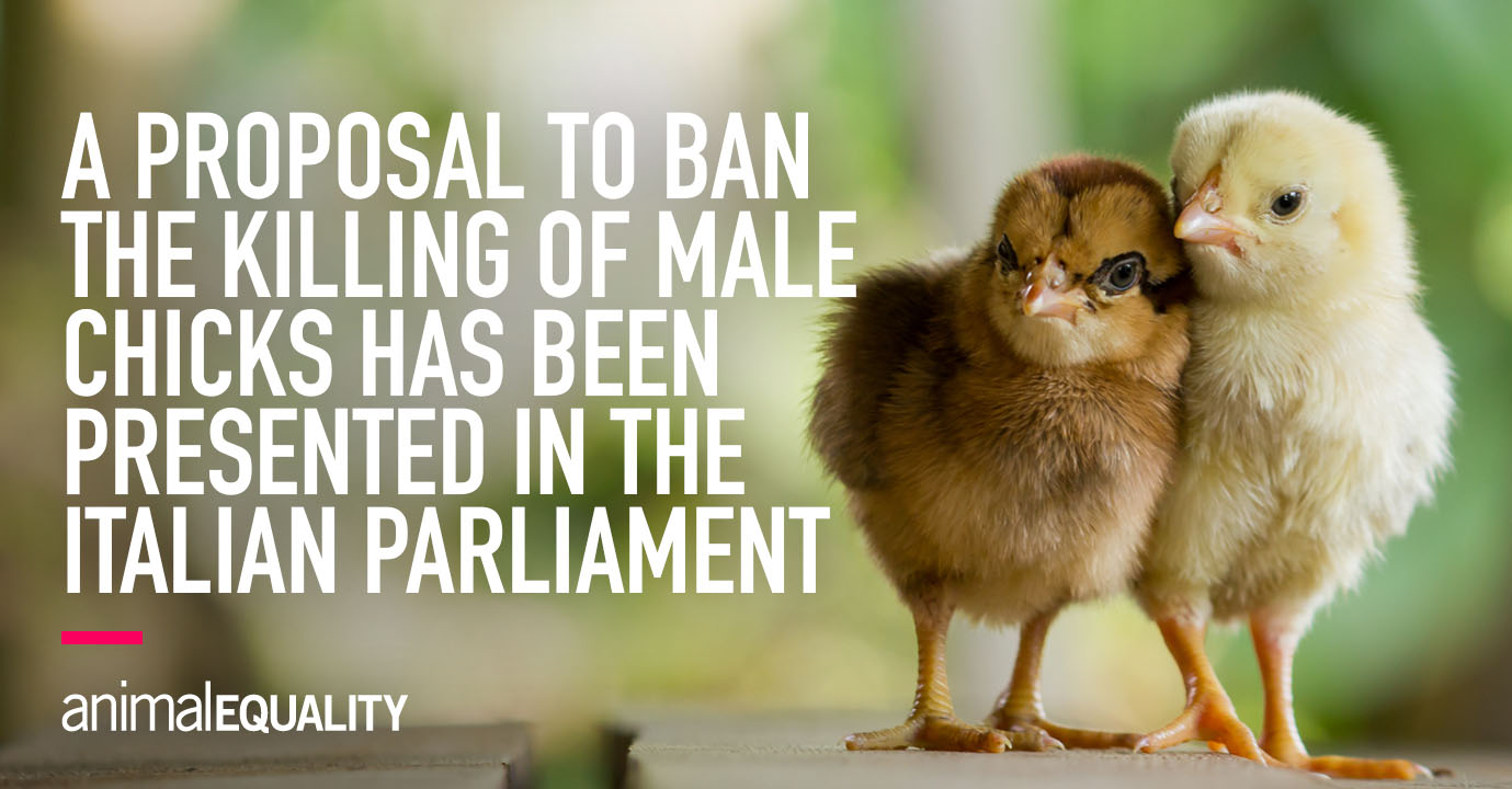Ban on Killing Male Chicks in Italian Egg Industry Animal Equality