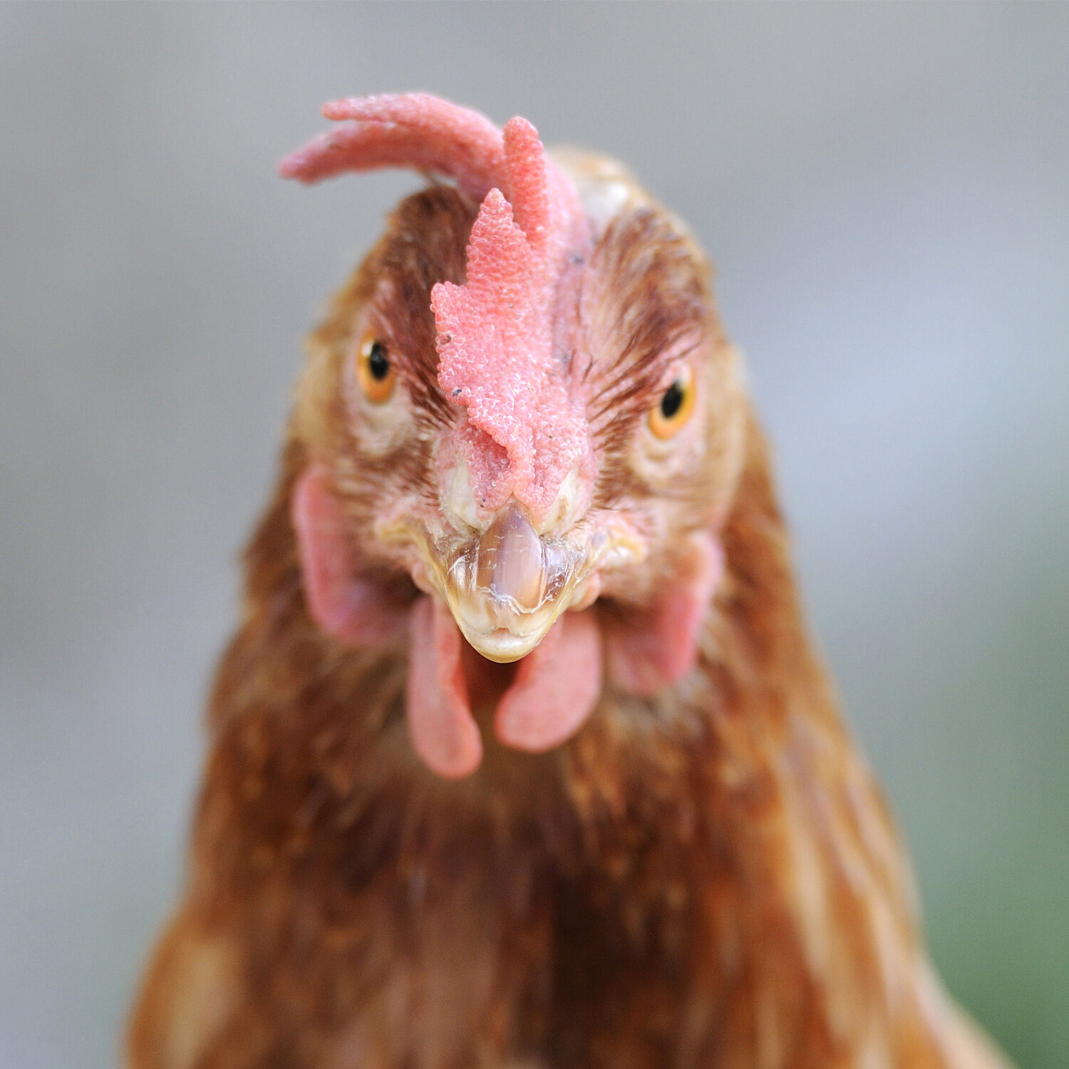 closeup of hen