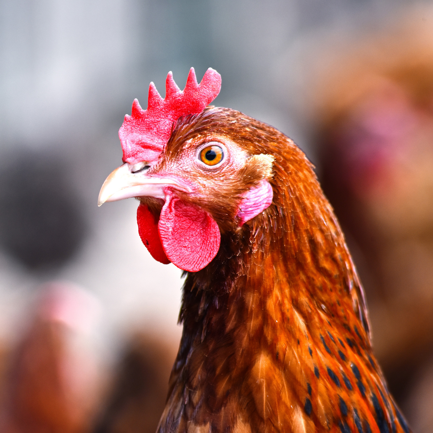 Bird,Chicken,Comb,Beak,Rooster