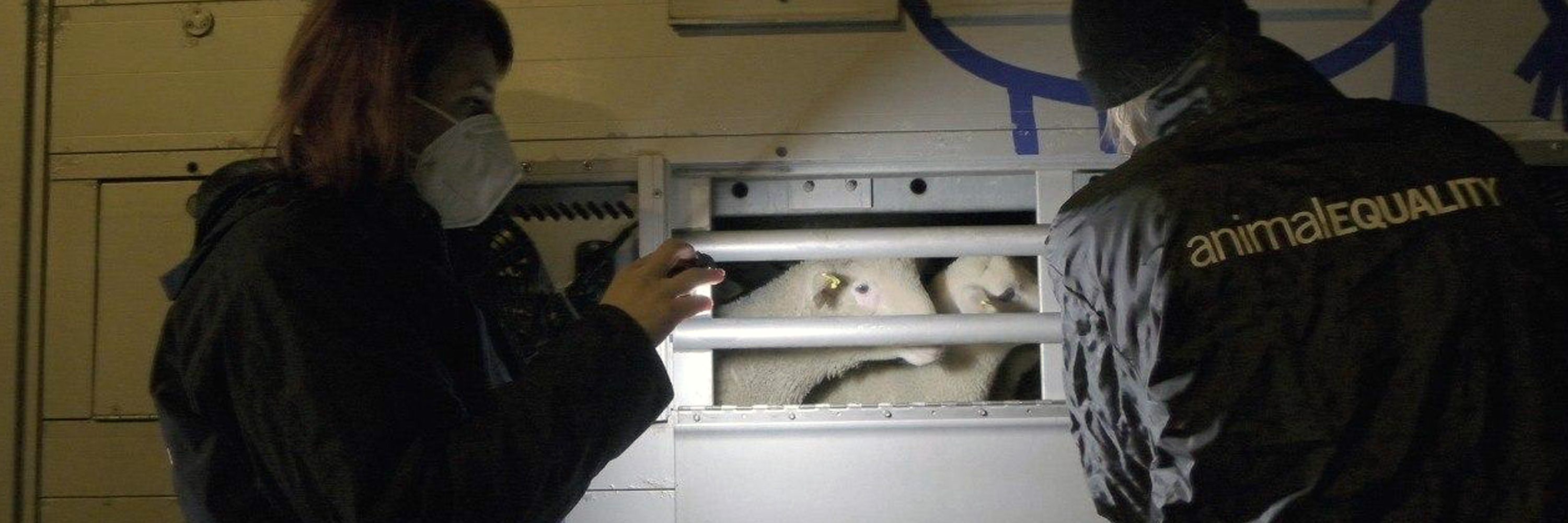 investigators document the live transport of lambs to Italy