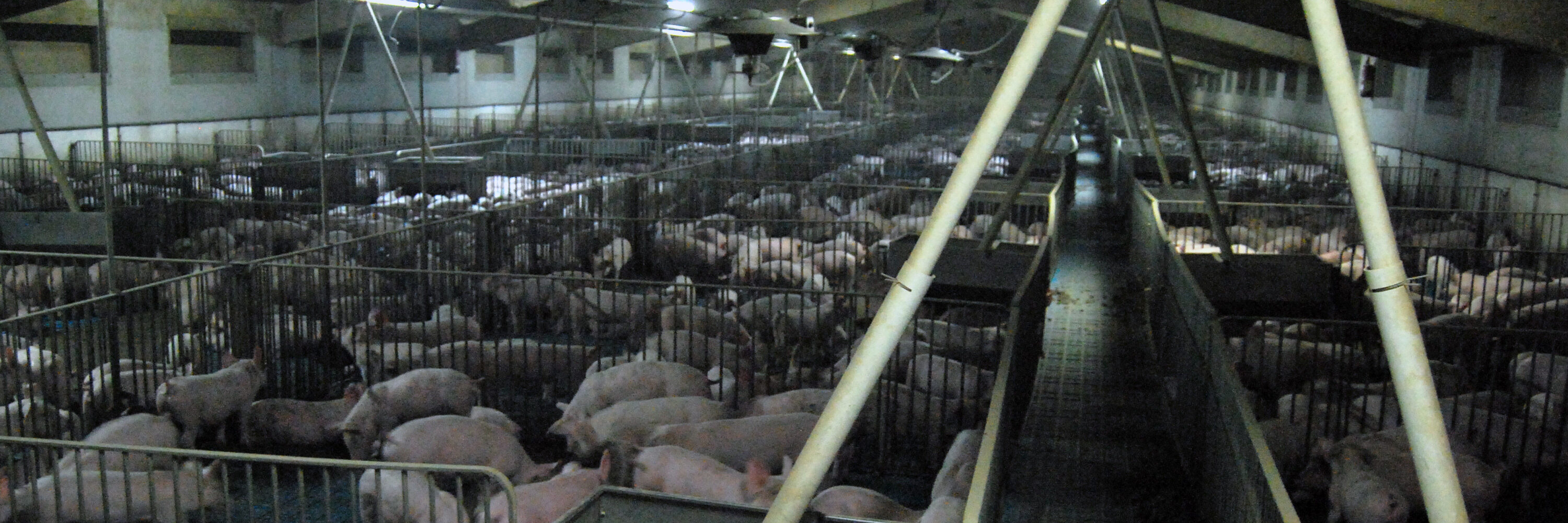 inside a pig farm in Spain