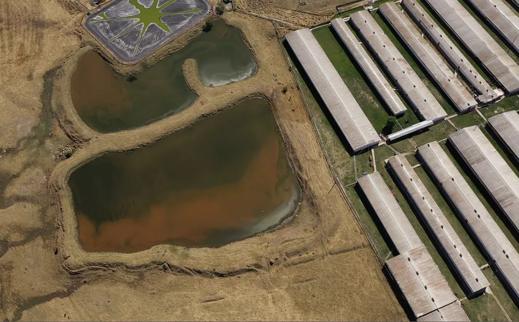 Aerial view of the lagoons with feces and urine from a pig farm