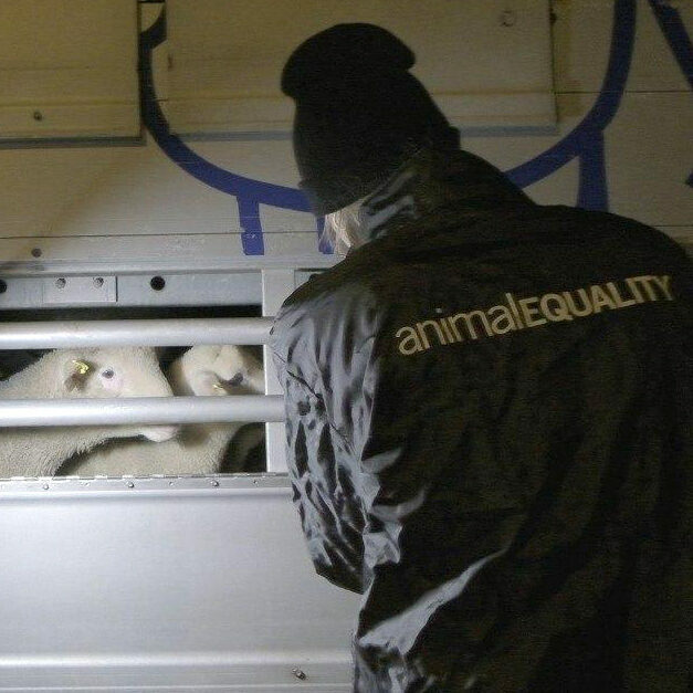 investigators document the live transport of lambs to Italy