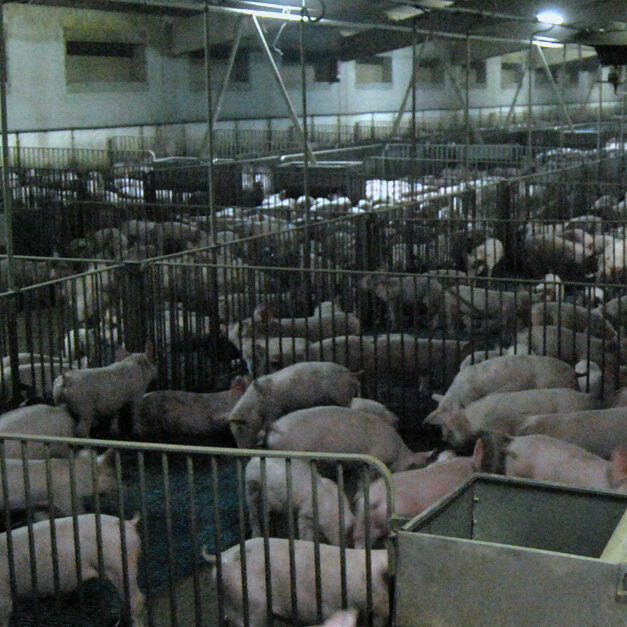 inside a pig farm in Spain