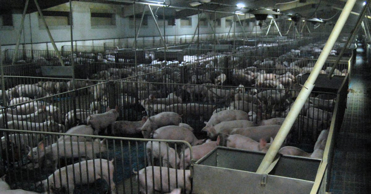 Everything You Need to Know About Factory Farming