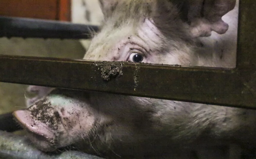 Close up of pig in a cage in a Mexican slaughterhouse