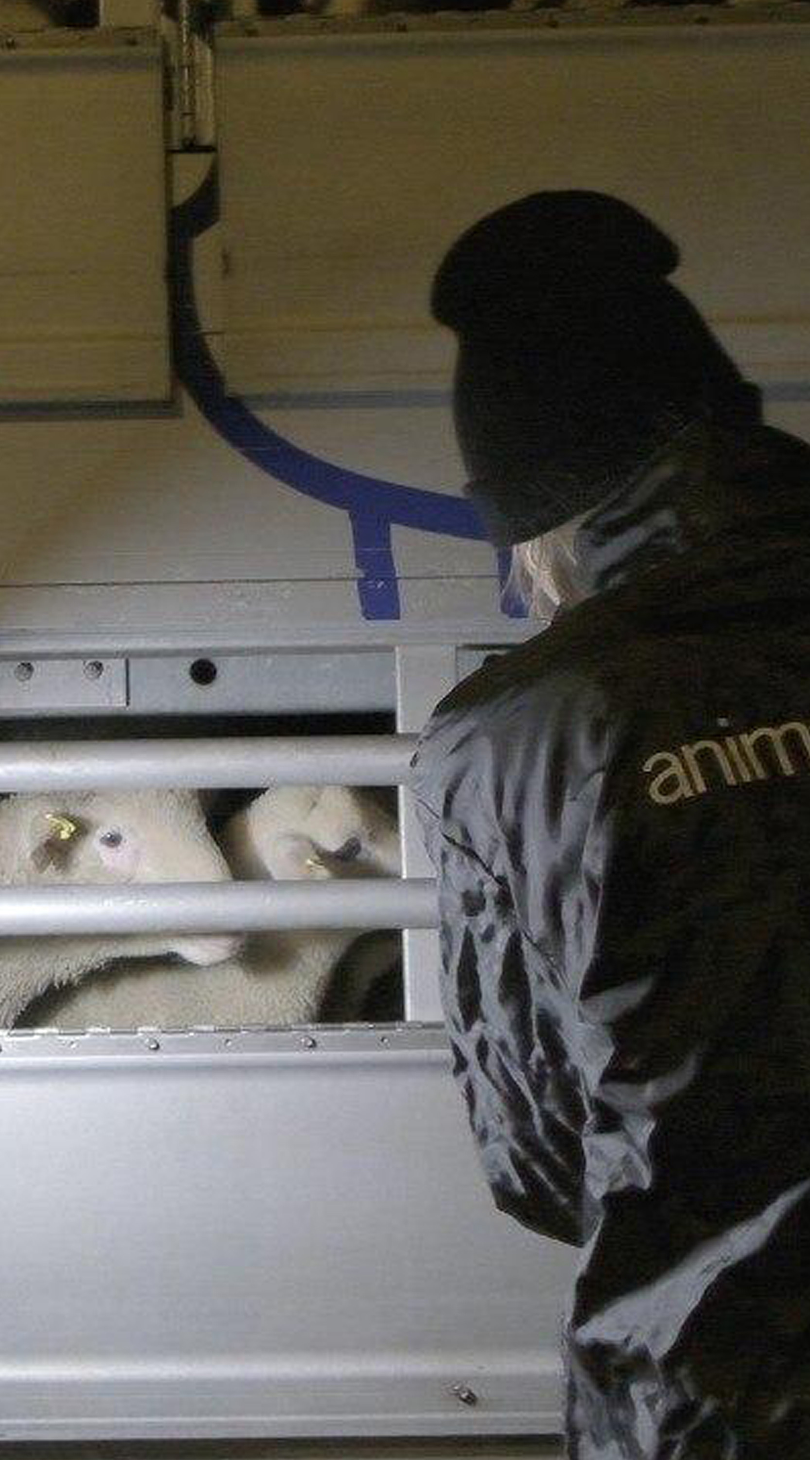 investigators document the transport of lambs to Italy