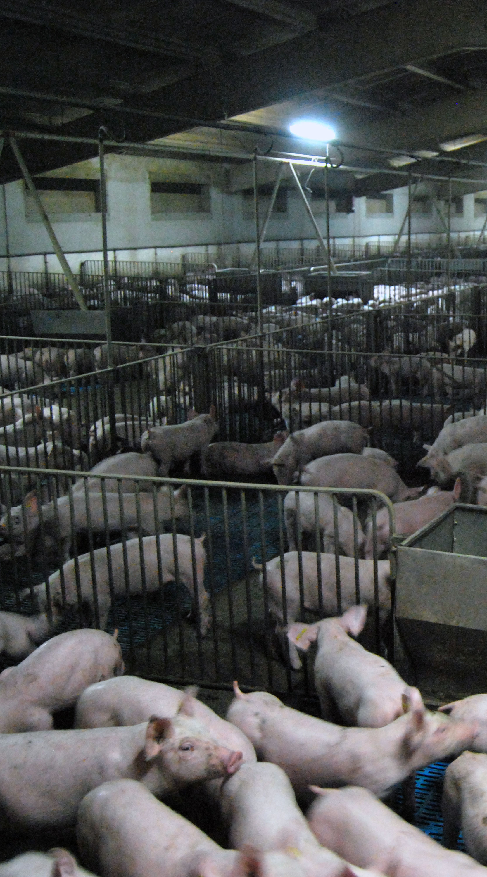 inside a pig farm in Spain