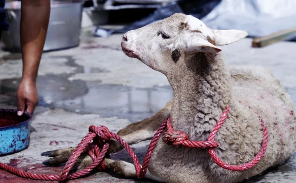 Lamb on the floor of a slaughterhouse