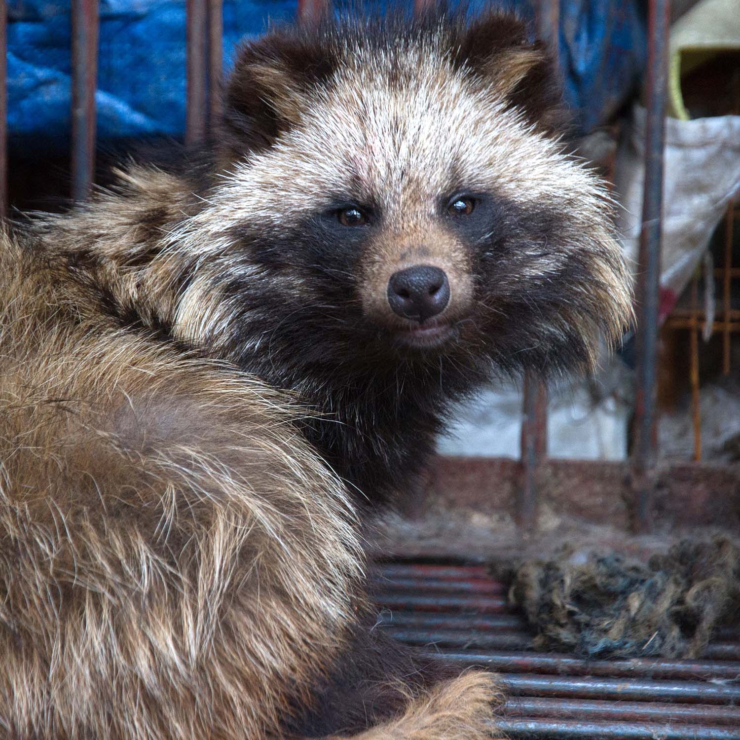 Whiskers,Snout,Procyonidae,Wildlife,Claw