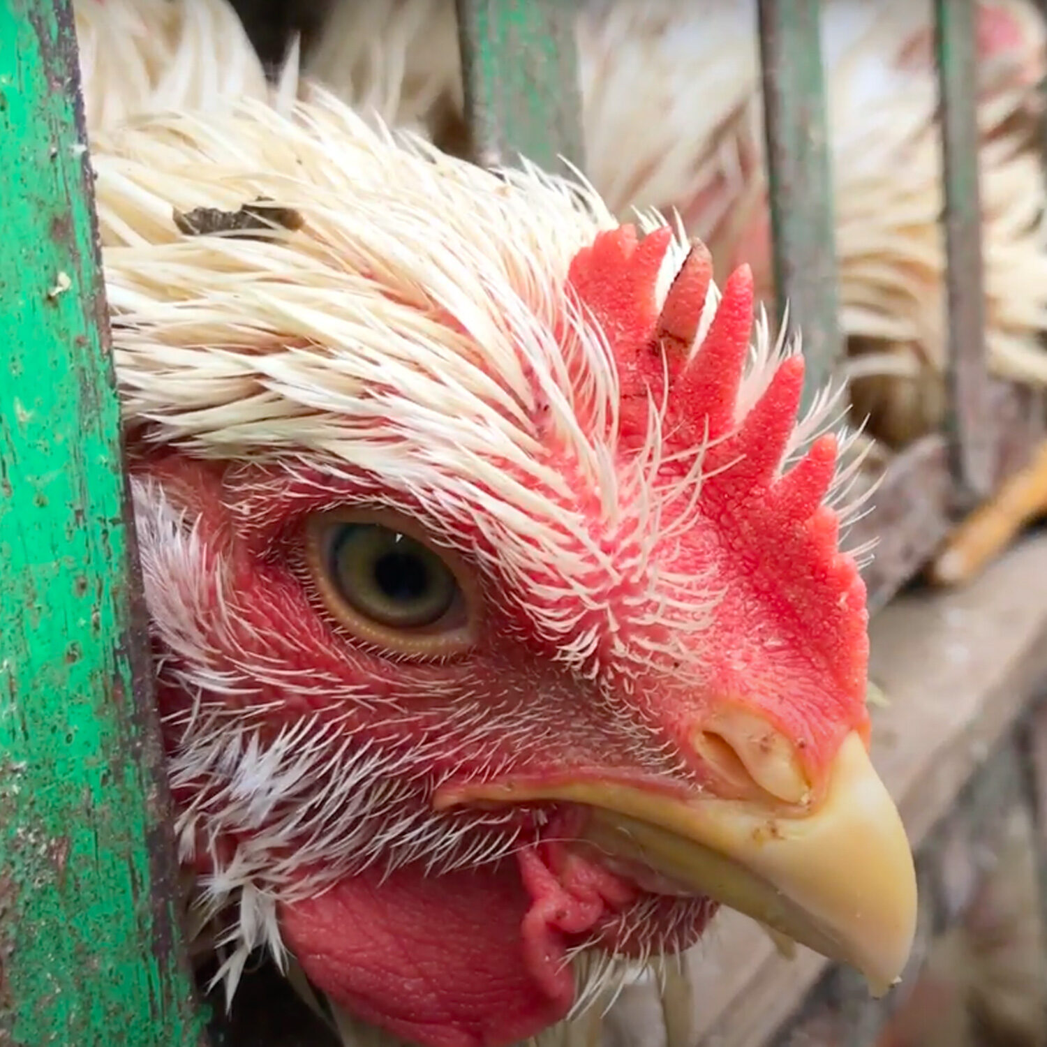 chicken in cage in India