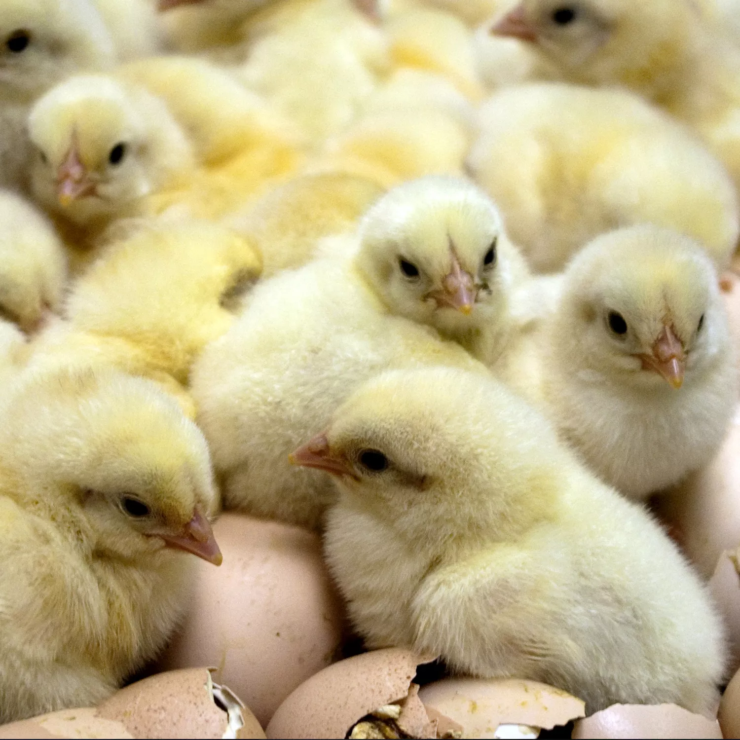 pile of chicks and shells