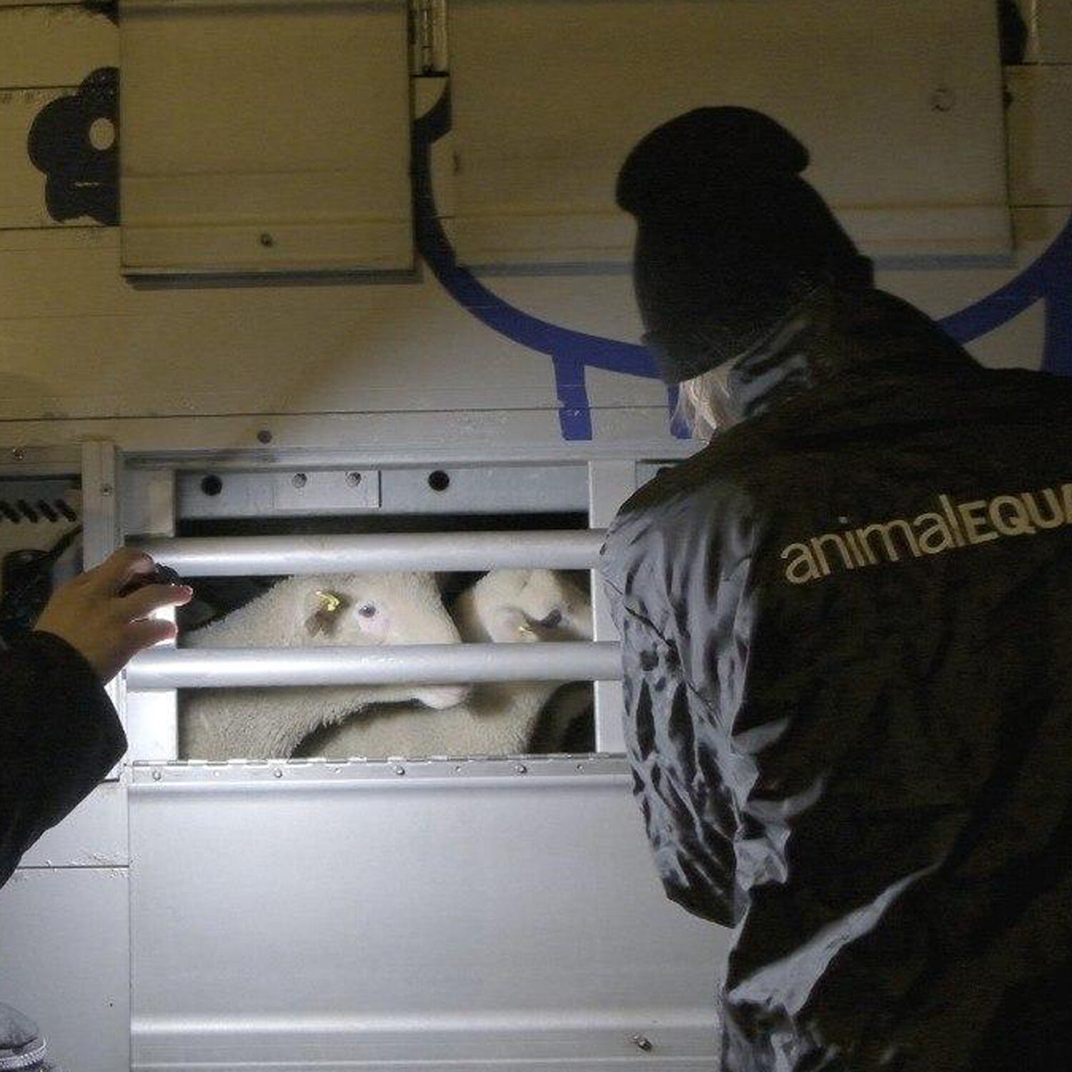 investigators looking at lambs inside transport truck