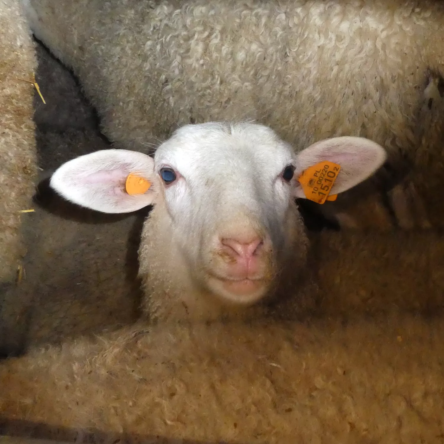 lamb surrounded by other lambs