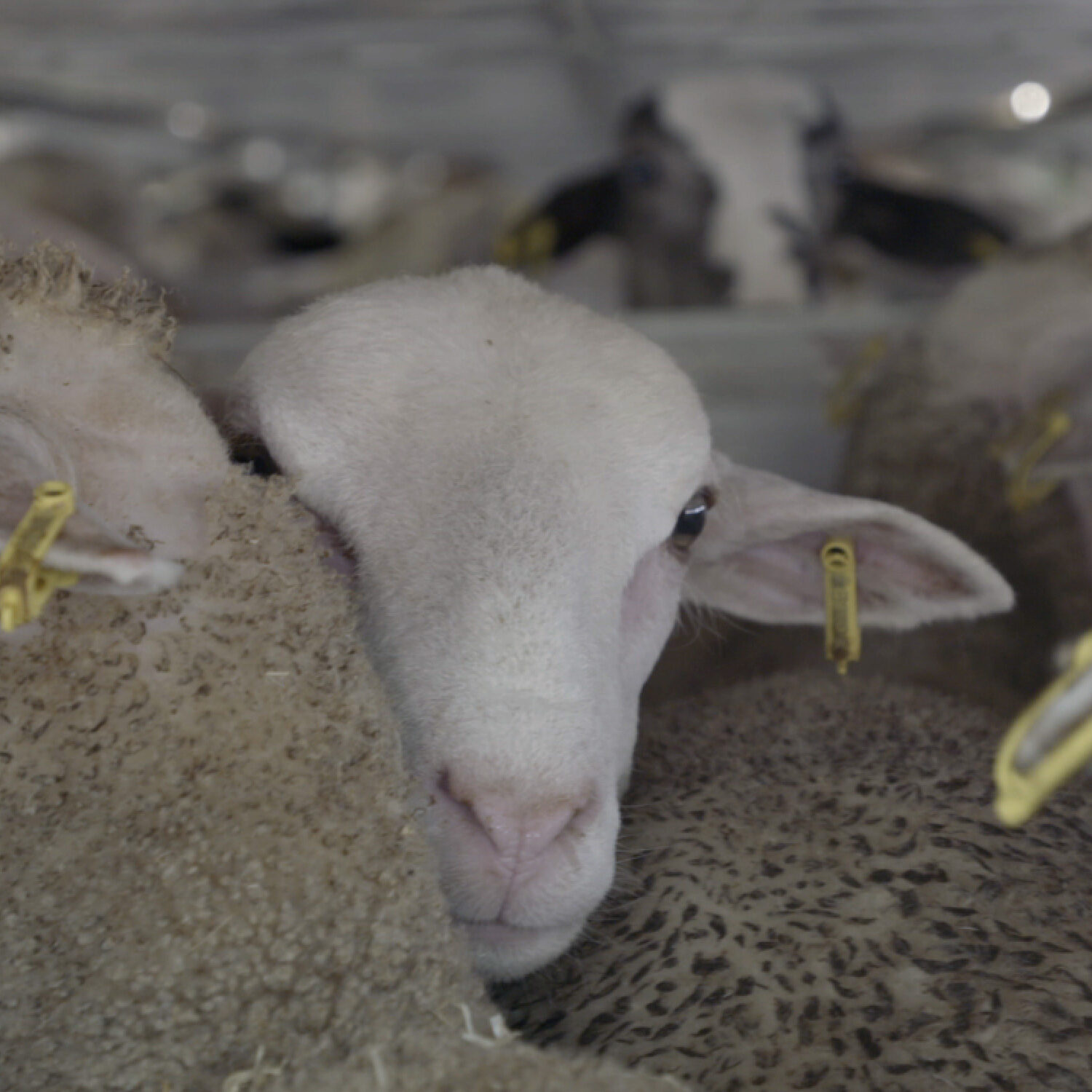 lamb in crowded transport ship