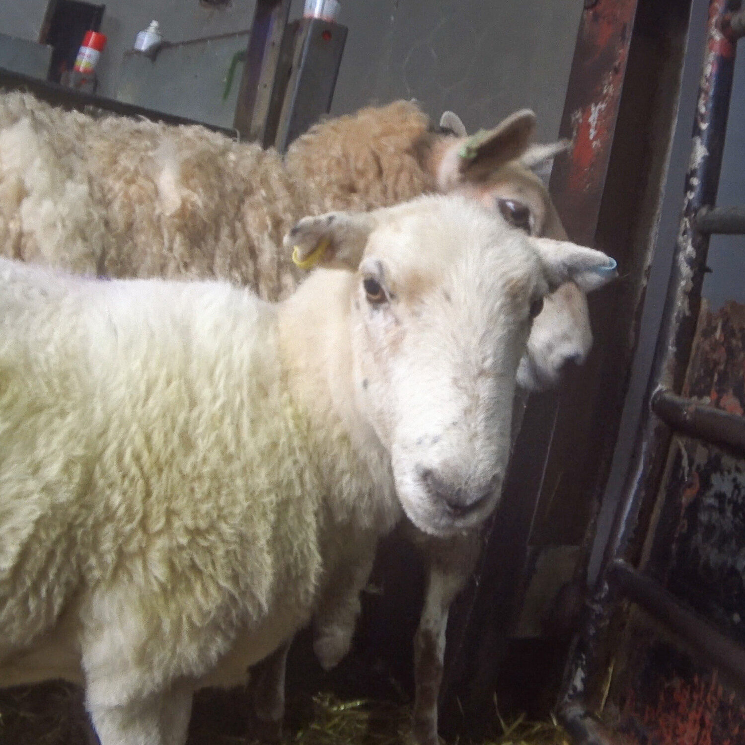 lamb in slaughterhouse