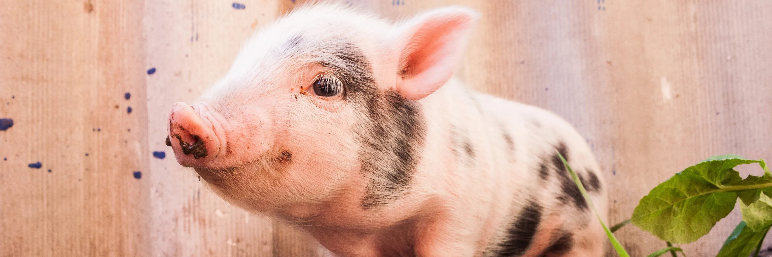 Victories 1 happy pig