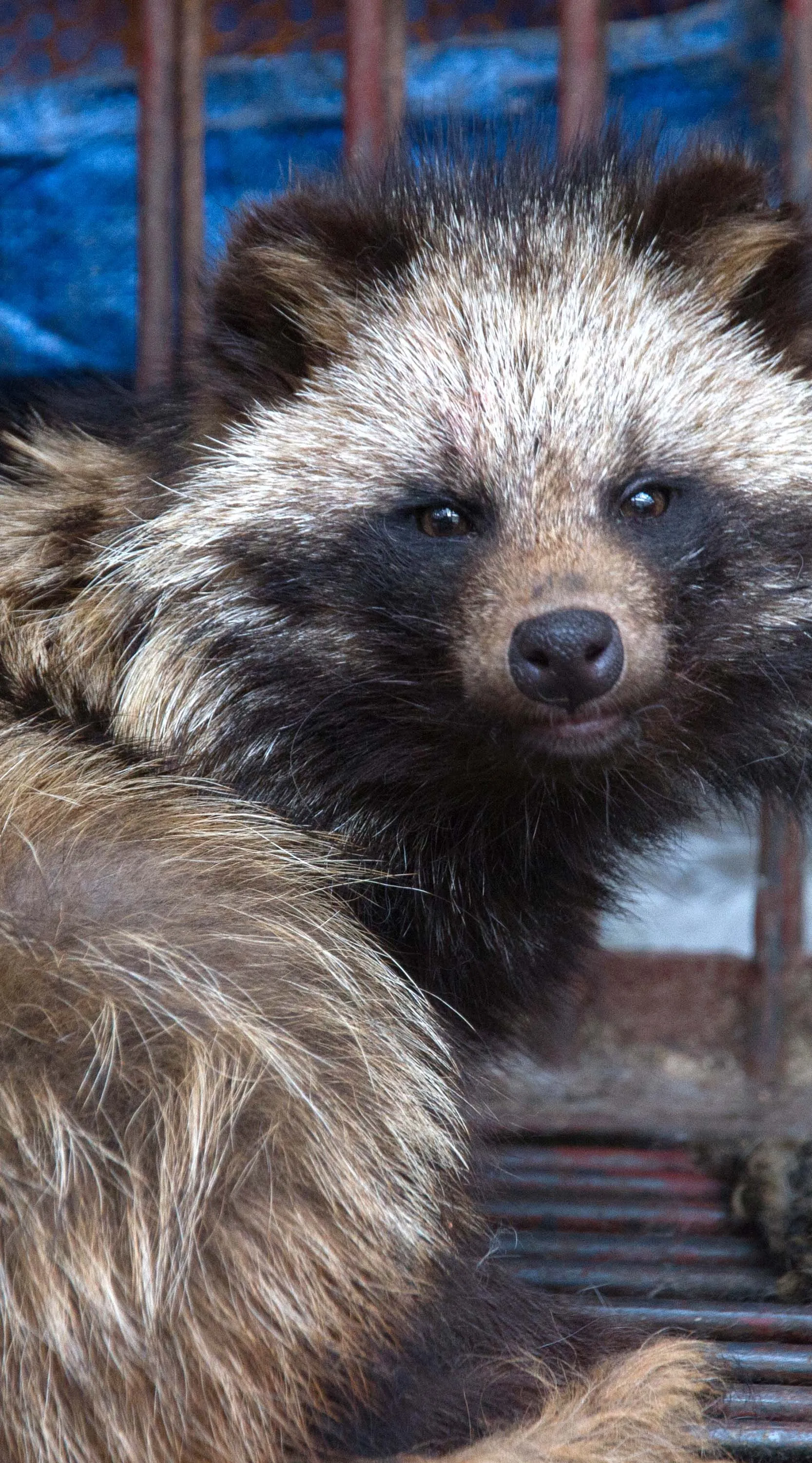 Blue,Whiskers,Window,Snout,Close-up,Claw