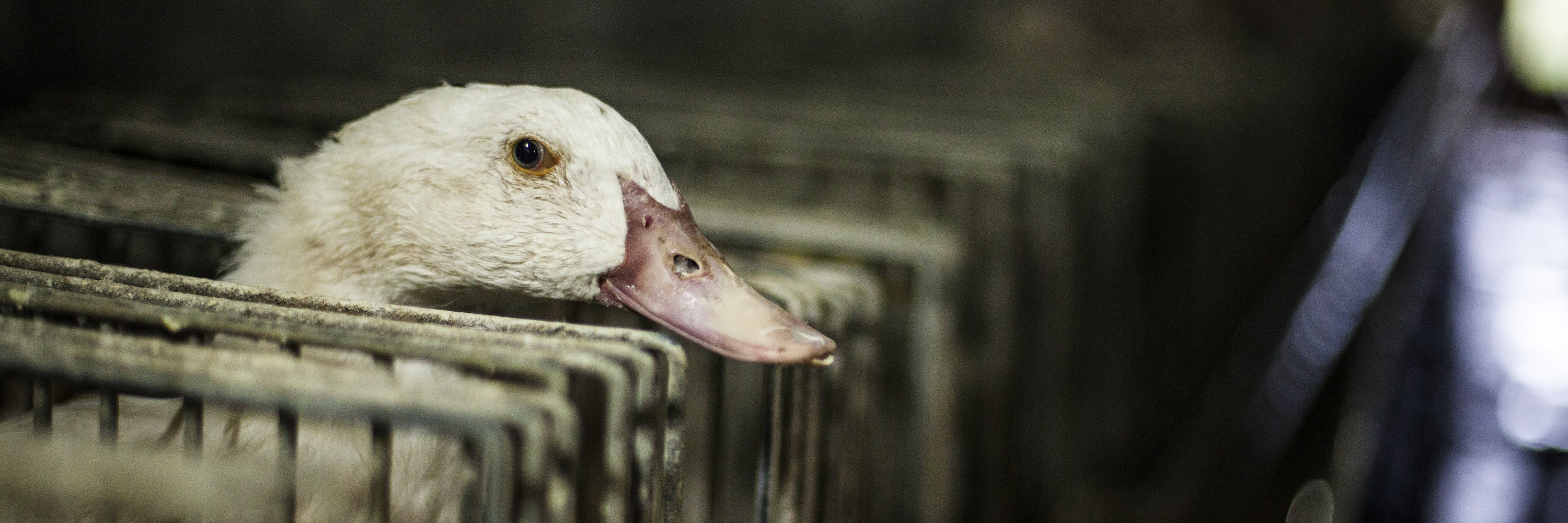 Bird,Beak,Waterfowl,Ducks, geese and swans,Feather,Duck