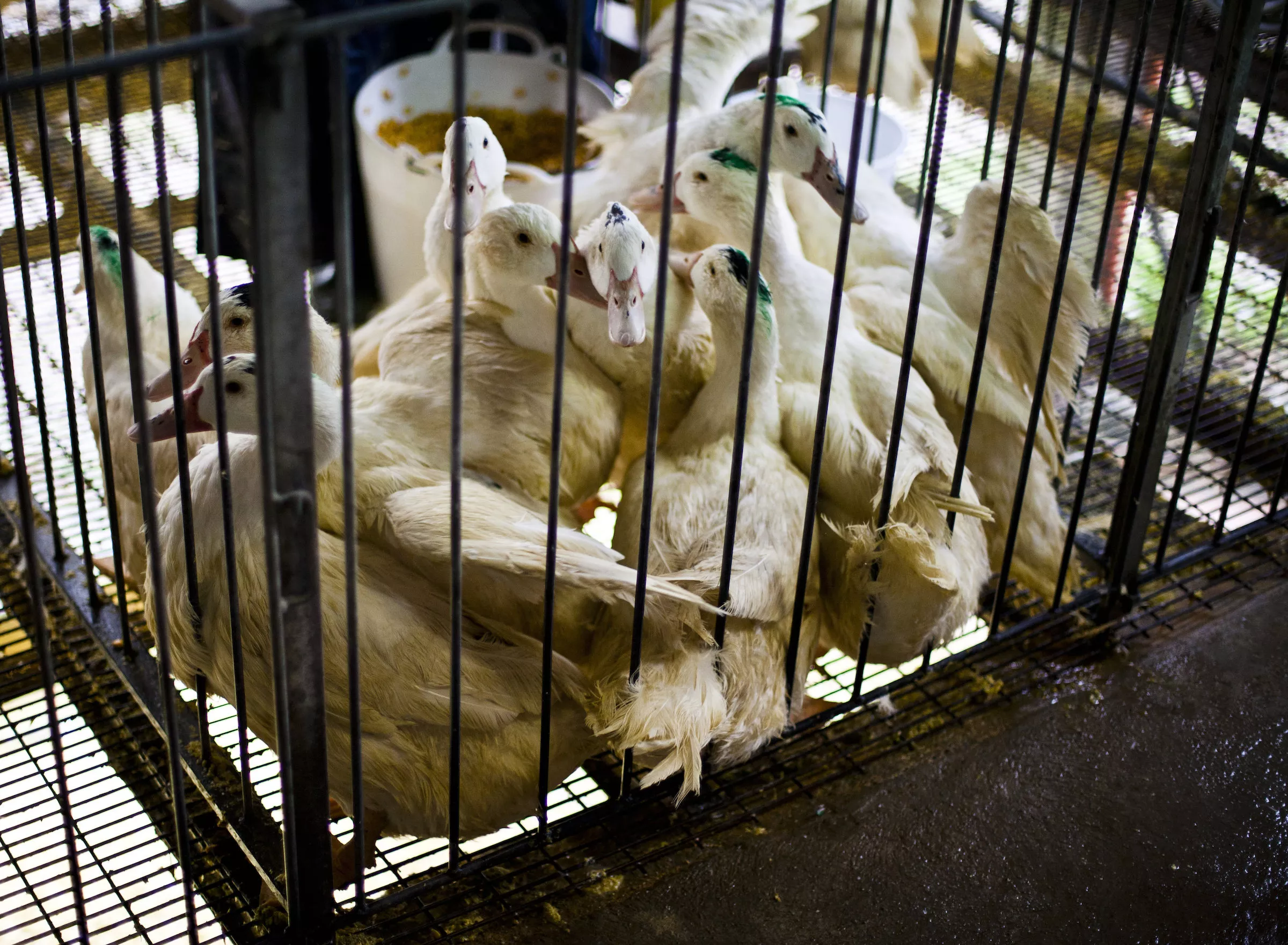 Ducks in a foie gras farms