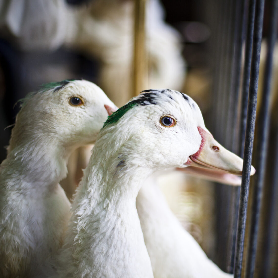 Ban Foie Gras Animal Equality Nationwide Campaign